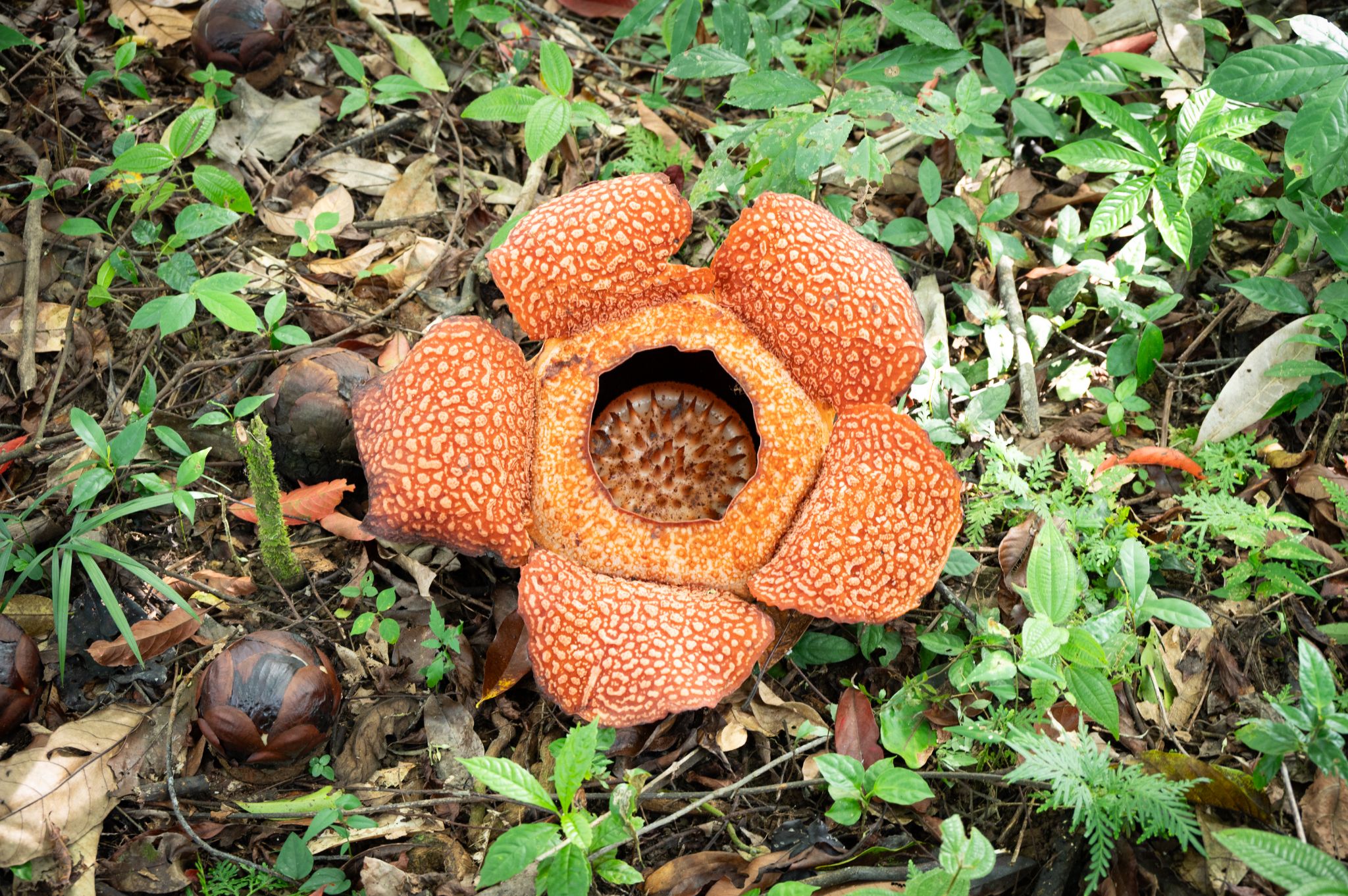Rafflesia keithii 